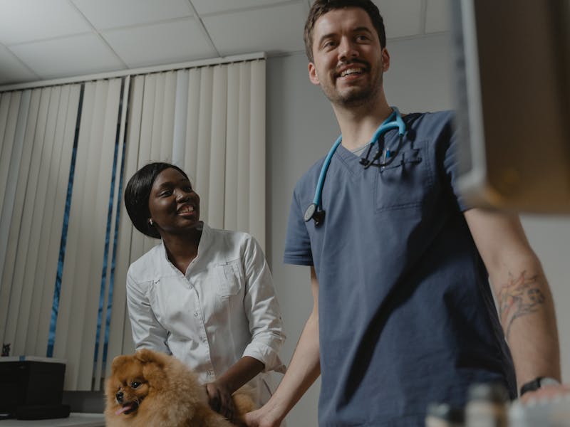 Veteriner Kliniği tasarımı - hazır web sitesi